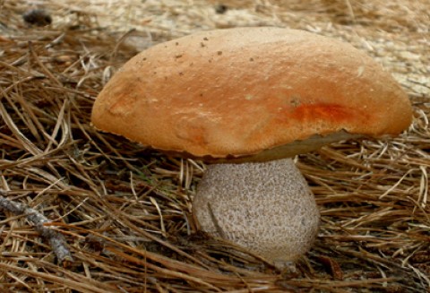 Chiny - Znaleziono największy grzyb na świecie