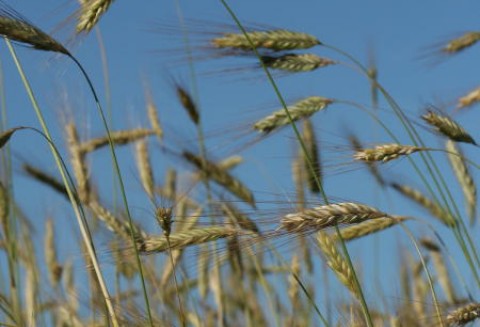 Spadek światowych zbiorów pszenicy