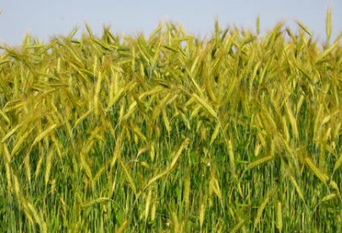 02.04.2012-Zboża-W piątek ceny zbóż wystrzeliły w górę odrabiając kilkudniowe spadki