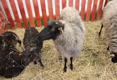 Wzrost unijnej produkcji mięsa owczego