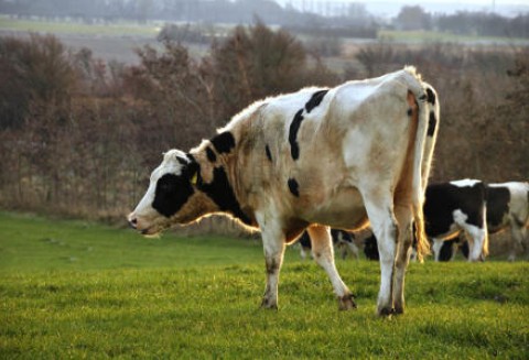 Wzrósł wolumen eksportowanych przetworów mlecznych