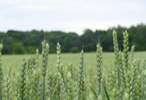 Ceny zbóż na giełdach światowych – 11.01.2012