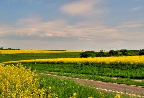 Ukraina – Spadek eksportu rzepaku