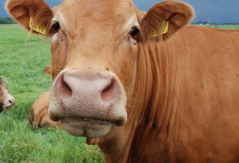 Nowy rynek zbytu wołowiny na pewno zainteresuje zarówno hodowców jak i przetwórców