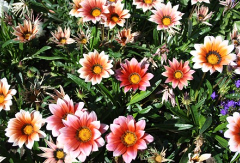 Trzyosobowa delegacja ekspertów ds. zdrowia roślin z Republiki Serbii