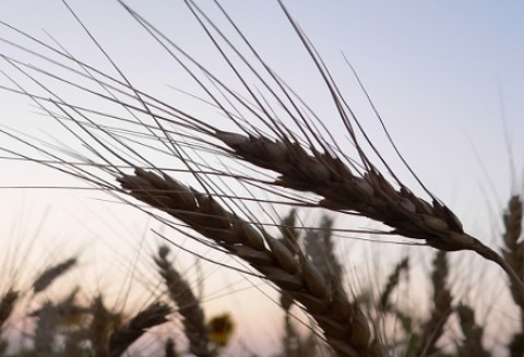 Koniec drożejących zbóż?