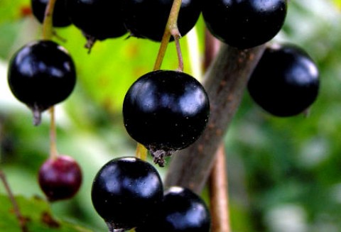 Czarne porzeczki i wiśnie są drogie