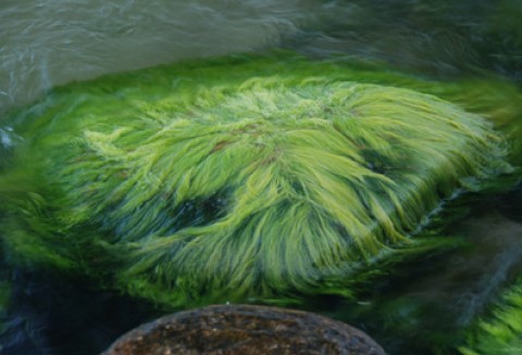 Komisja Europejska finansuje duży projekt badawczy związany z wykorzystaniem alg w przemyśle biopaliwowym