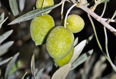 Informacja zbiorcza o wynikach kontroli planowej w zakresie jakości handlowej oliwy z oliwek