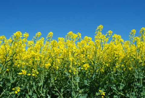 Zarząd KIB na temat pakietu propozycji legislacyjnych Wspólnej Polityki Rolnej na lata 2014-2020