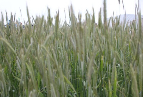 Sytuacja na rynku zbóż po wtorkowym raporcie USDA - 13.06.2012