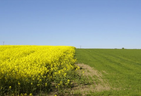 Europejskie Dni Rzepaku 