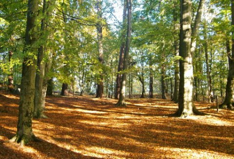Od 15 marca ARiMR przyjmuje wnioski 