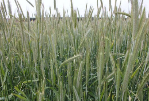 Będzie embargo na zboża paszowe z Rosji?