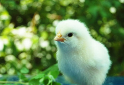 Pierwszych pięć firm otrzymało zgodę na eksport swoich produktów drobiarskich do Chin