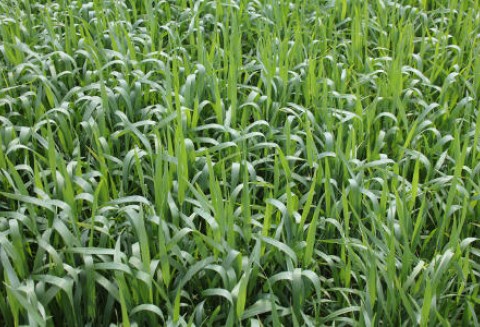 Tydzień pod znakiem spadków cen zbóż 18.06.2012