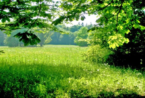 Tylko do 1 sierpnia ARiMR przyjmuje w tym roku wnioski o pomoc na zalesianie