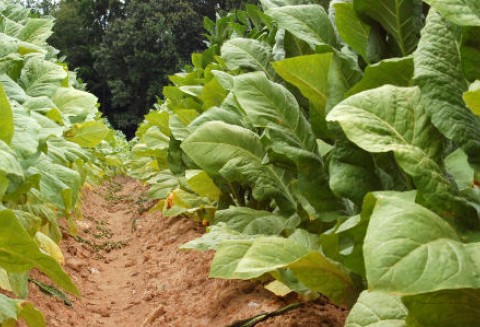 Plantatorów tytoniu czeka dobry rok