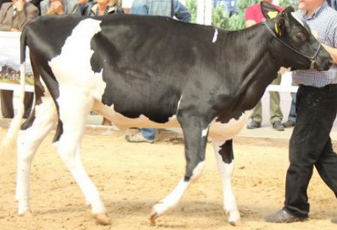 Handel unijnym mięsem i żywcem