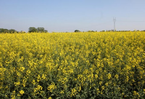 Najniższe od 6 lat zbiory unijnego rzepaku