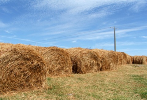 Olimpiada Młodych Producentów Rolnych 2012