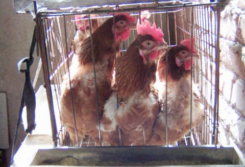 Powrót ptasiej grypy?