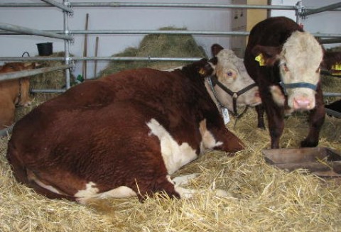 Francja – Spadek pogłowia bydła