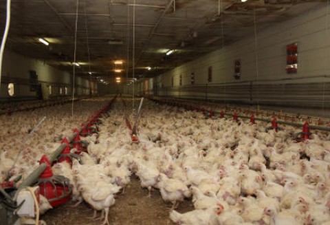 Wzrost eksportu unijnego drobiu