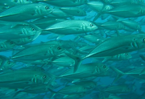 Informacja o wynikach kontroli planowej w zakresie jakości handlowej przetworów rybnych