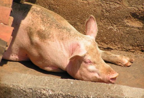 Uboje trzody chlewnej w Unii Europejskiej są wyższe niż rok temu
