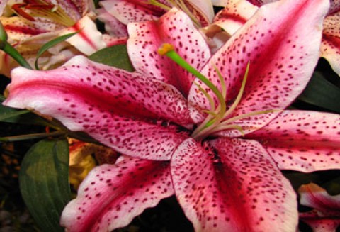 Targi „Wiosna Kwiatów”