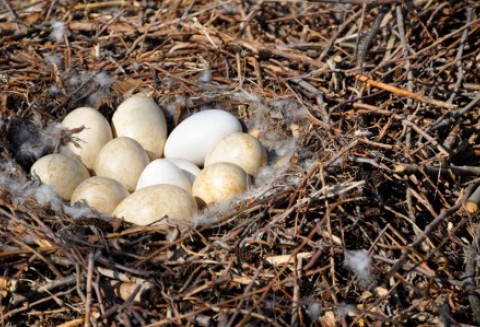 Spadek handlu jajami