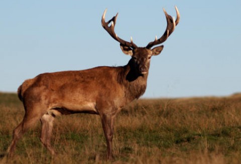 Wzrost liczebności grubej zwierzyny łownej w Polsce
