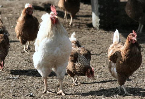 Czeka nas cenowa wojna na rynku drobiu?