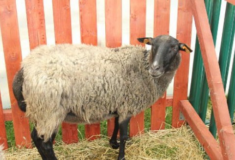 Francja -  Wirus ze Schmallebergu atakuje