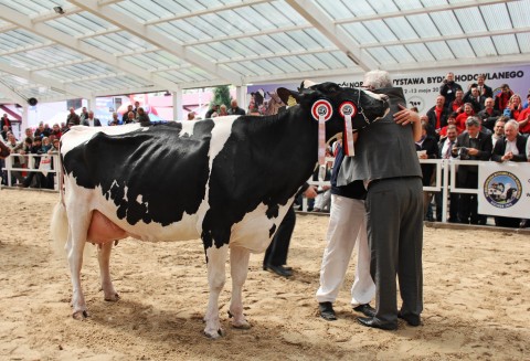 VII Ogólnopolska Wystawa Bydła Hodowlanego „Sielinko 2012”