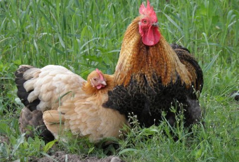 Niemcy – Zamknięto już ponad cztery tysiące farm, a rynki zbytu szybko rezygnują z importu