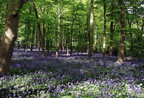 Tylko do 16 maja ARiMR przyjmuje wnioski 