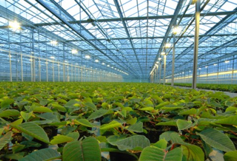 Sukcesy polskiego ogrodnictwa