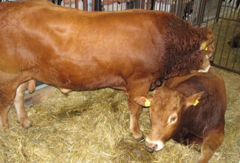 Będzie mniejsza sprzedaż unijnej wołowiny?