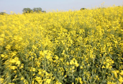 Ceny na giełdowym rynku oleistych - 19.06.2012