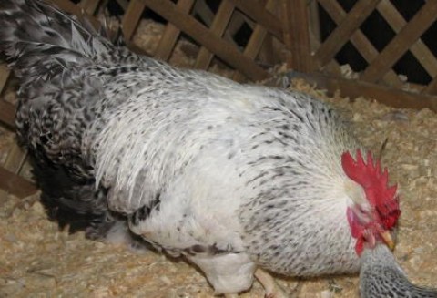 Rosja – Wzrost importu drobiu