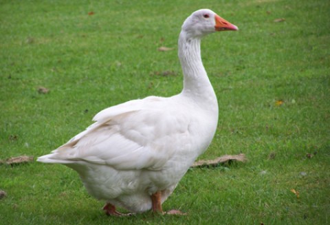 Informacja zbiorcza o wynikach kontroli planowej w zakresie warunków chowu i tuczu gęsi