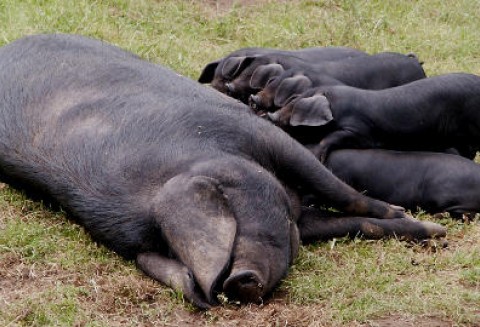 Korea Południowa – Próby odbudowy pogłowia