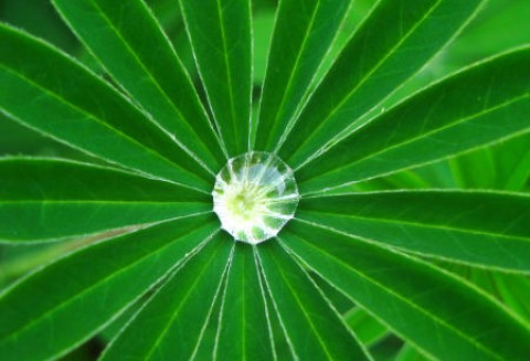 Zmiany w ustawie o ochronie prawnej odmian roślin