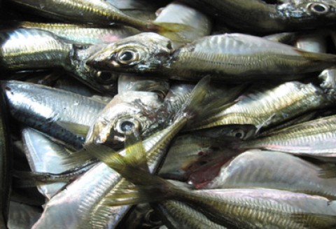 Argentyna – aktualizacja przez Komisję Europejską informacji dotyczących handlu i dostępu do rynku