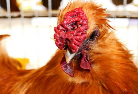 Wzrost eksportu unijnego drobiu