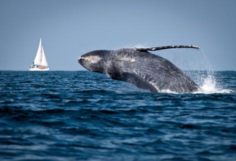 Korea Południowa – W celach badawczych wznowią połowy wielorybów?