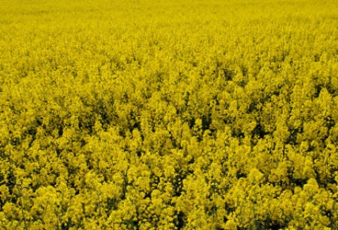 26.04.2012-Oleiste-Kolejne rekordy notowań na rynkach futures