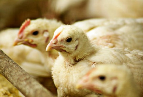 Polskie zakłady drobiarskie będą eksportować na rynek chiński
